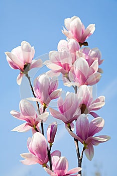 Magnolie fiori 