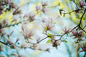 Magnolia Flowers