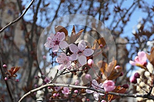 Magnolia flowers with 5 pink petals and long stamens.