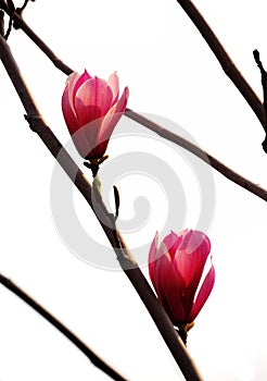 Magnolia flowers