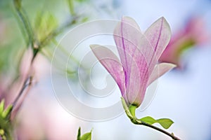 Magnolia Flowers