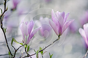 Magnolia Flowers