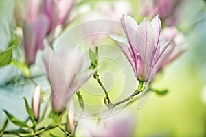 Magnolia Flowers