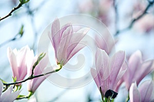 Magnolia Flowers