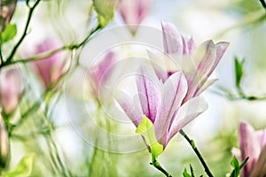 Magnolia Flowers