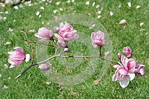 Magnolia flowers