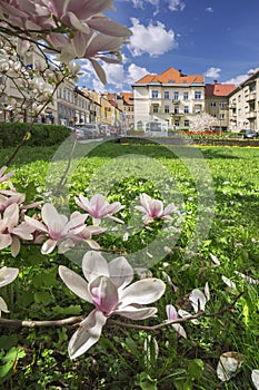 Magnolia flowers at Banska Bystrica