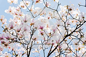 Magnolia flowers in bloom in springtime