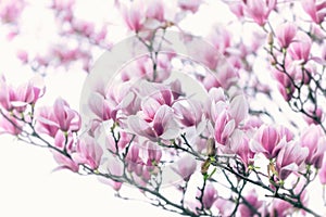 Magnolia flowers in blooming, selective and soft focus on Magnolia flower
