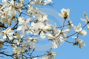 Magnolia flowers in blossom