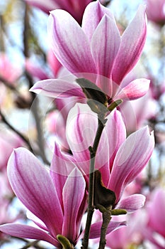 Magnolia flowers