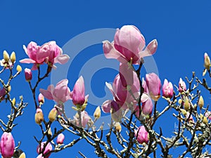 Magnolia flowers on blue sky background in Florida nature