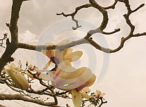 The magnolia flowers and the cloudy sky 02