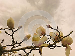 The magnolia flowers and the cloudy sky