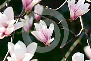 Magnolia flowers on dark background