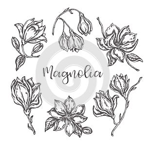 Magnolia flowers drawing Ink hand drawn set Floral sketch Vector illustation with flower isolated on white