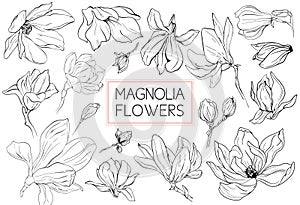 Magnolia flowers drawing and sketch with line-art on white backgrounds.