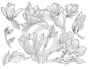 Magnolia flowers drawing and sketch with line-art on white backgrounds