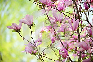 Magnolia Flowers in Early Spring