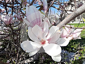 Magnolia flowers in full bloom  springtime