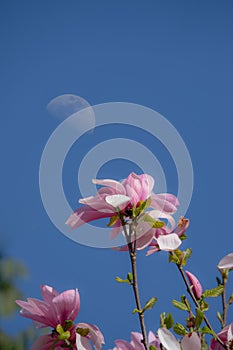 Magnolia flowers with half moon blue sky