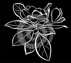 Magnolia flowers isolated on black background