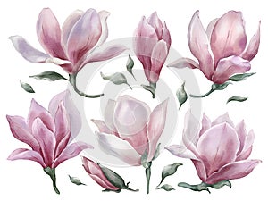 Magnolia flowers with leaves in watercolor style isolated on white background.