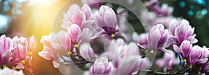 Magnolia flowers lit by sunlight, beautiful nature in spring