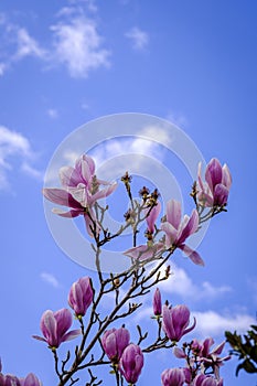Magnolia flowers, of the Magnoliaceae