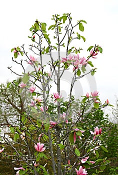 Magnolia flowers. Nagnoliaceae deciduous tree.