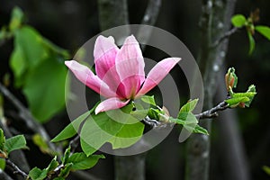 Magnolia flowers. Nagnoliaceae deciduous tree.