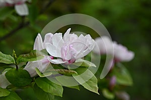 Magnolia flowers. Nagnoliaceae deciduous tree.