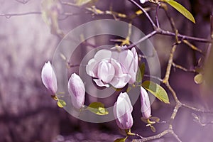 Magnolia flowers in pink