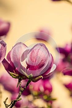 Magnolia flowers