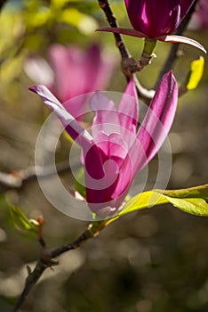 Magnolia flowers, purple to mauve and cream flowers, Magnoliaceae