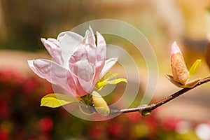 Magnolia flowers photo