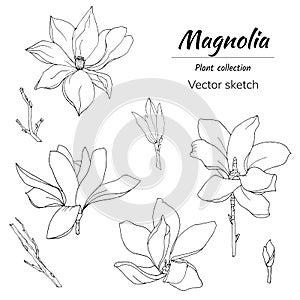 Magnolia flowers set, contour drawing cut out on white. Black and white vector illustration