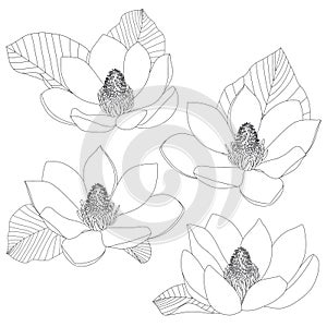 Magnolia flowers sketch set isolated on white background. Floral botany. Hand drawn botanical illustration in black and