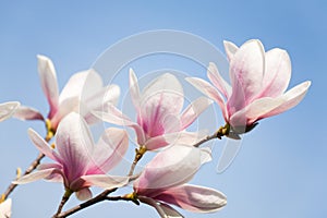 Magnolie fiori sul il cielo 