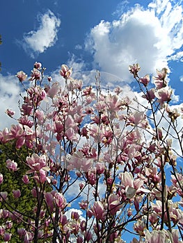 Magnolia flowers spring. MagnolienblÃÂ¼ten FrÃÂ¼hling photo