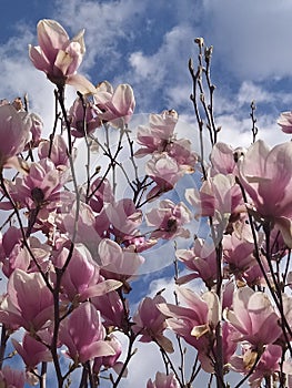 Magnolia flowers spring. MagnolienblÃÂ¼ten FrÃÂ¼hling photo