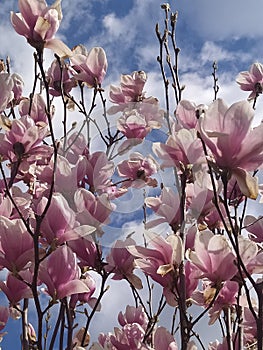 Magnolia flowers spring. MagnolienblÃÂ¼ten FrÃÂ¼hling photo