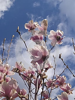 Magnolia flowers spring. MagnolienblÃÂ¼ten FrÃÂ¼hling photo