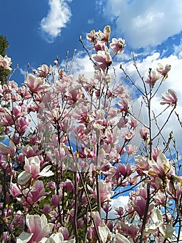 Magnolia flowers spring. MagnolienblÃÂ¼ten FrÃÂ¼hling photo