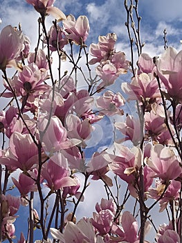 Magnolia flowers spring. MagnolienblÃ¼ten FrÃ¼hling