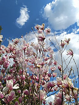 Magnolia flowers spring. MagnolienblÃ¼ten FrÃ¼hling