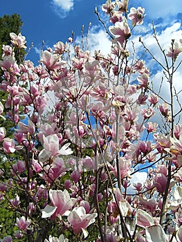 Magnolia flowers spring. MagnolienblÃ¼ten FrÃ¼hling