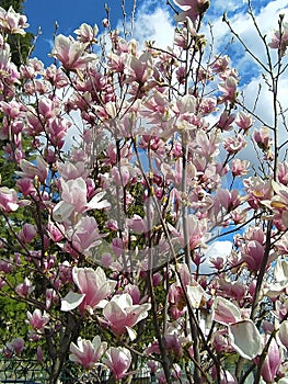 Magnolia flowers spring. MagnolienblÃ¼ten FrÃ¼hling