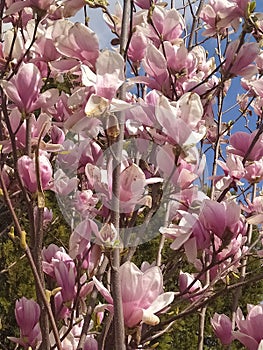 Magnolia flowers spring. MagnolienblÃ¼ten FrÃ¼hling