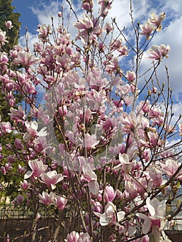 Magnolia flowers spring. MagnolienblÃ¼ten FrÃ¼hling
